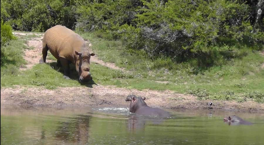 Port Elizabeth: Schotia Safaris Game Reserve Safari - How this compares with a standard Addo visit