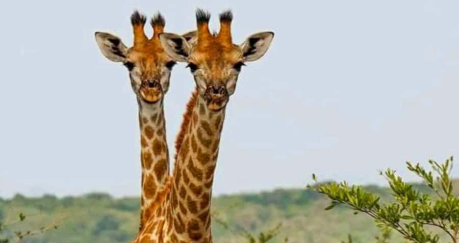 Port Elizabeth: Schotia Safaris Game Reserve Safari - My booking advice
