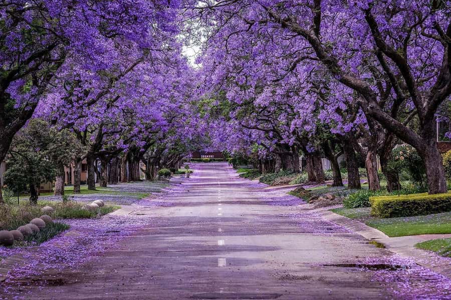 Pretoria: Half-Day City Tour with Hotel Pickup - Pickup areas, pace, and practical comfort