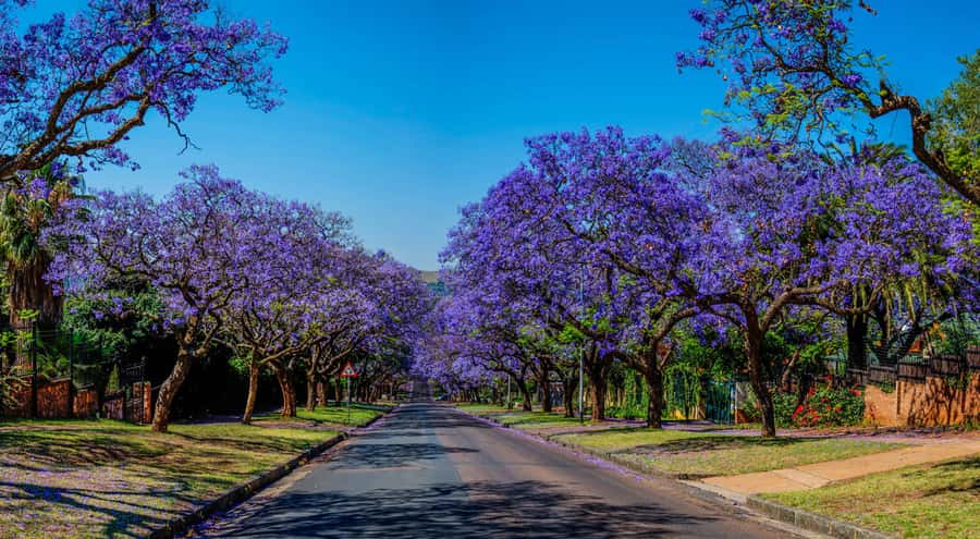Pretoria: Pretoria City and Lion Park Tour - Key points at a glance