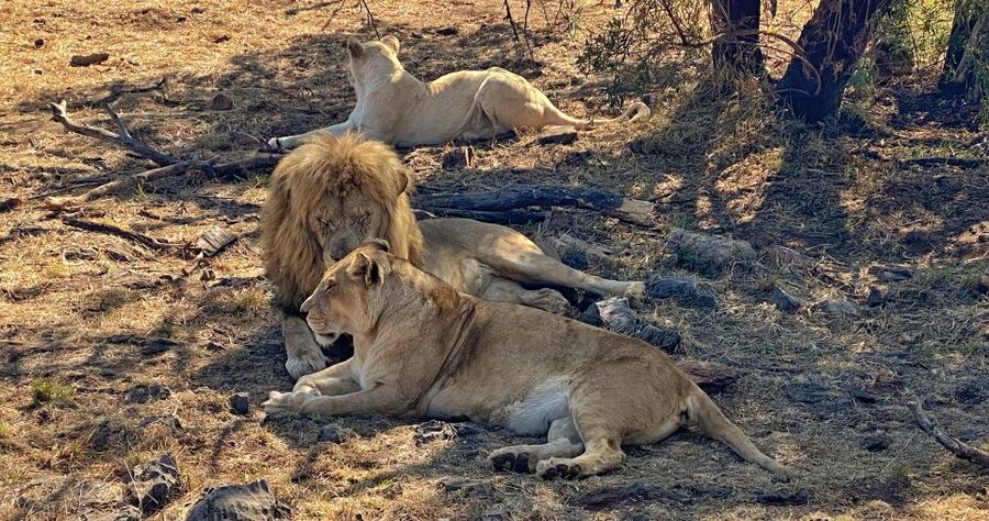 Pretoria: Pretoria City and Lion Park Tour - My booking verdict