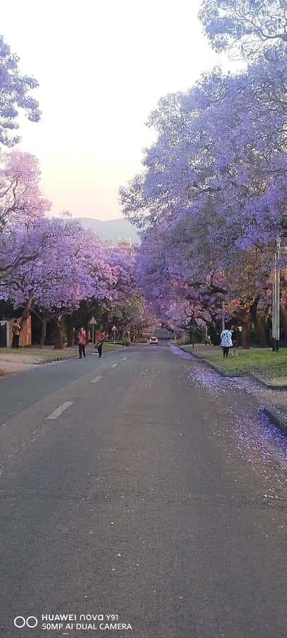 Pretoria: Pretoria City Tour and Cullinan Diamond Mine Tour - Who will enjoy this tour most