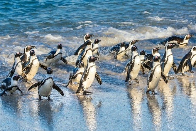 Private 2-Day Cape Town Highlights: Robben Island,Table Mountain Tickets & Wine - Boulders Beach and the African penguin colony