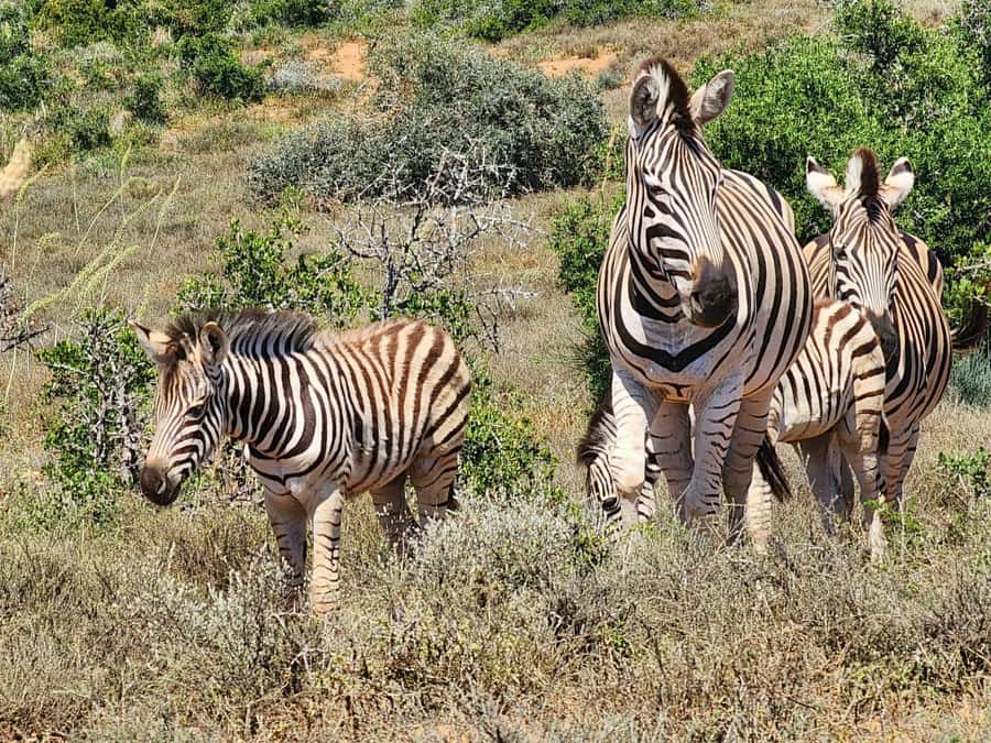 Private Addo Elephant National Park Half Day Tour - Why this short Addo safari works