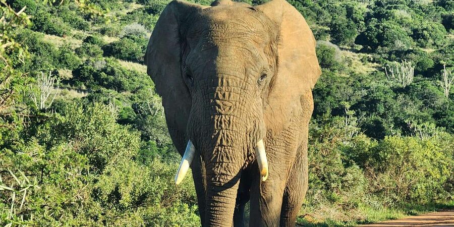 Private Addo Elephant National Park Half Day Tour - Who should book this half-day tour?