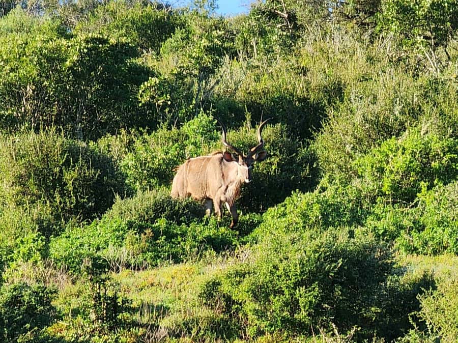 Private Addo Elephant National Park Half Day Tour - Starting with pickup from four Eastern Cape bases