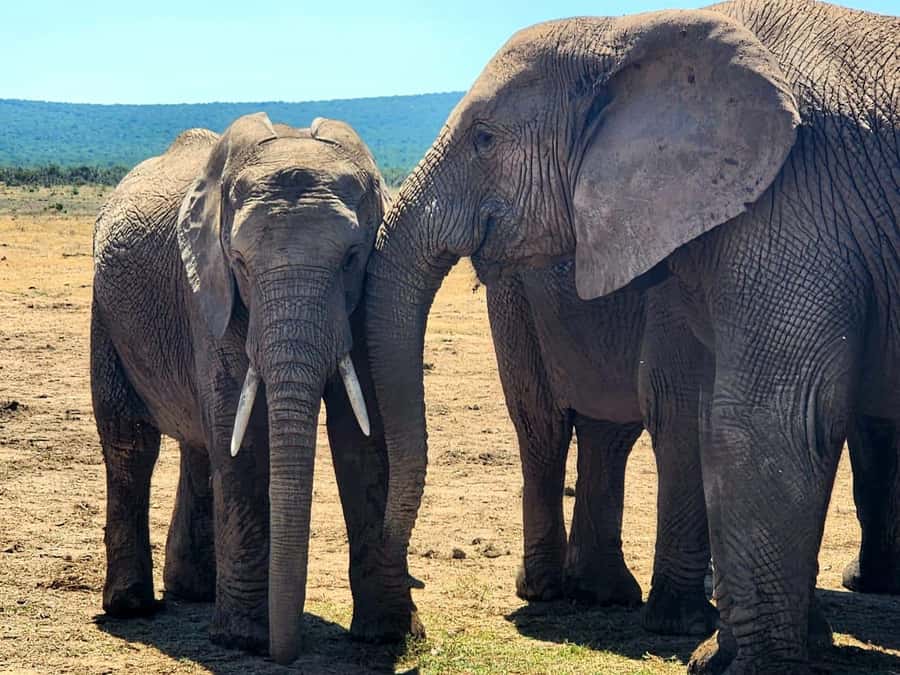 Private Addo Elephant National Park Half Day Tour - The first sightings: elephants, zebras, and birds