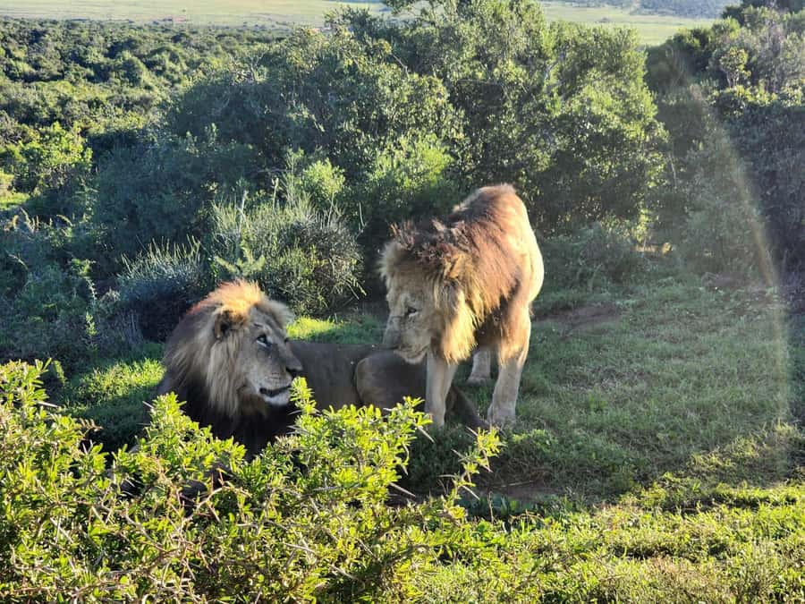 Private Addo Elephant National Park Half Day Tour - The chance to see four of the Big Five