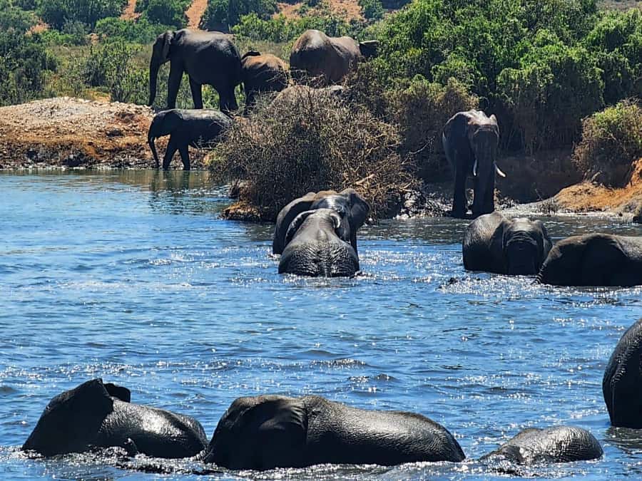 Private Addo Elephant National Park Half Day Tour - A guide-led route through Addo