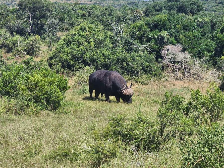 Private Addo Elephant National Park Half Day Tour - Tea, views, and the rhythm of a morning drive