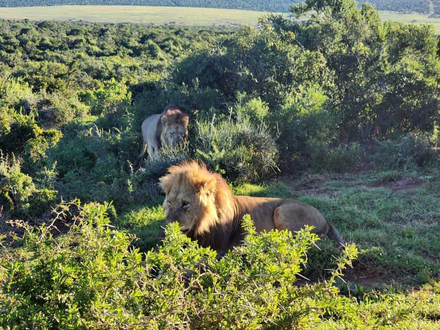 Private Addo Elephant National Park Half Day Tour - Lunch at Cattle Baron