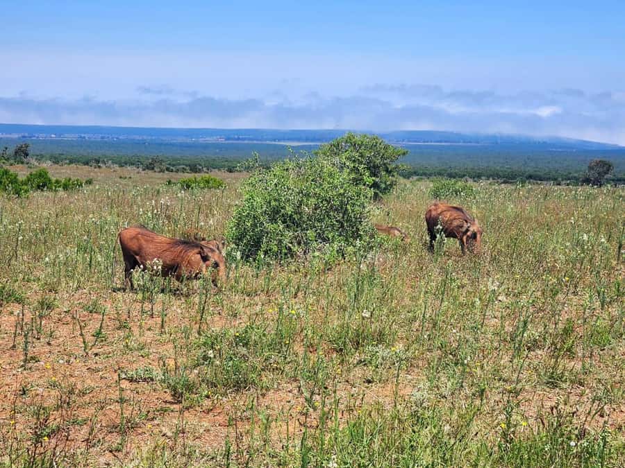 Private Addo Elephant National Park Half Day Tour - What the price includes, and what it does not