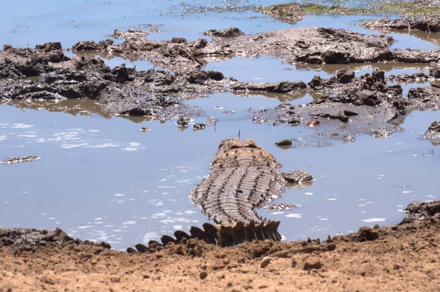 Private Addo & Schotia Full Day Tour - Two Reserves, Two Different Safari Moods
