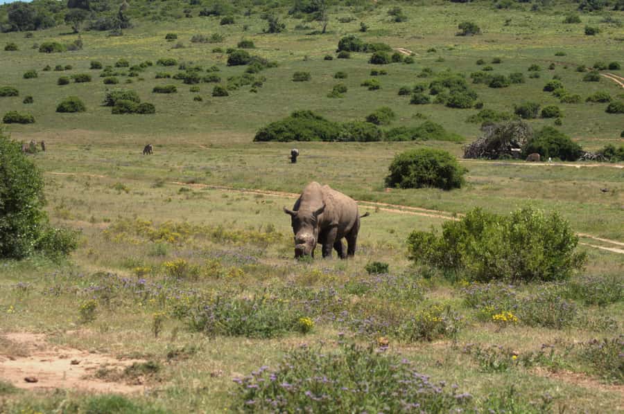 Private Addo & Schotia Full Day Tour - The 7:00-ish Start and the Road to Addo
