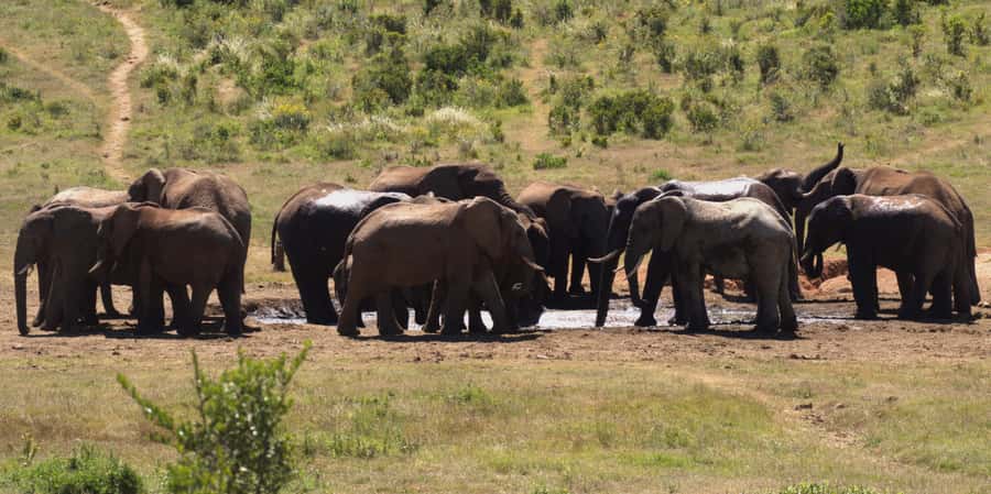 Private Addo & Schotia Full Day Tour - Lunch at Nanaga, Near the Second Reserve