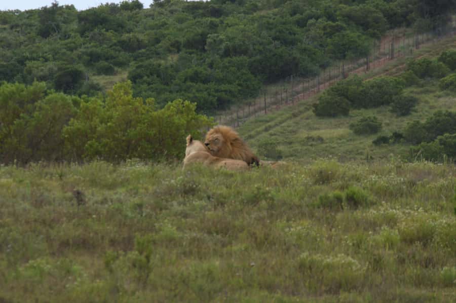 Private Addo & Schotia Full Day Tour - Schotia in the Afternoon Light