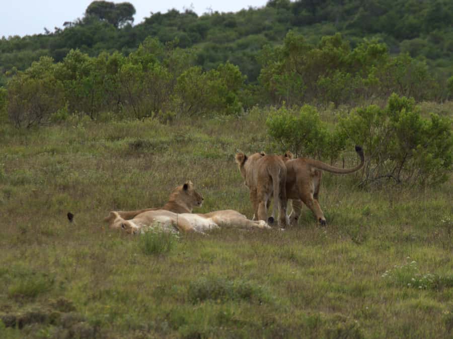 Private Addo & Schotia Full Day Tour - Boma Dinner After the Drive