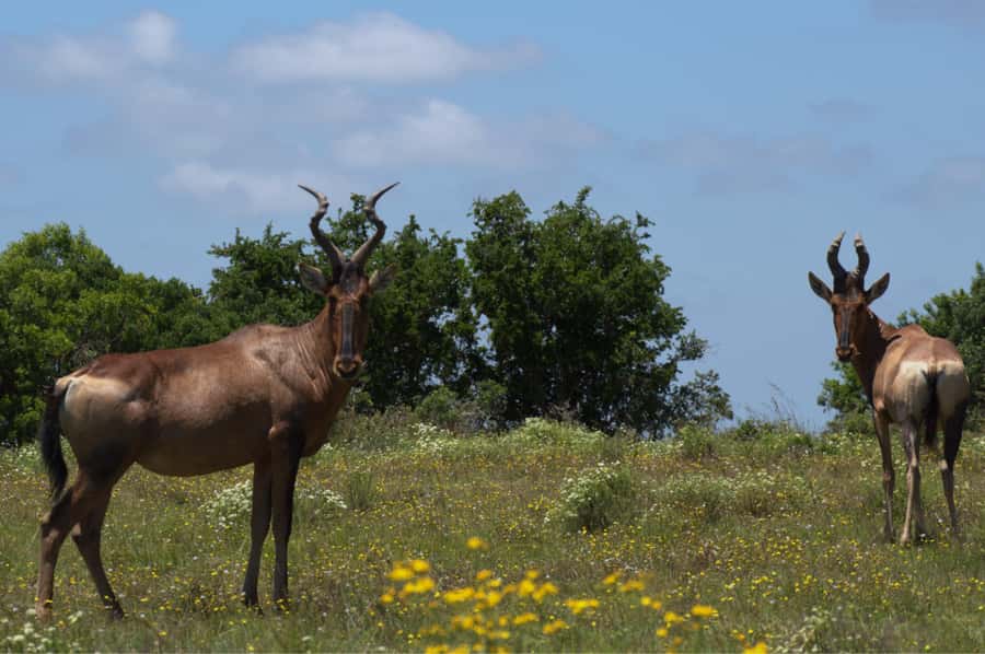 Private Addo & Schotia Full Day Tour - What Alan’s Guiding Style Could Mean for Your Day