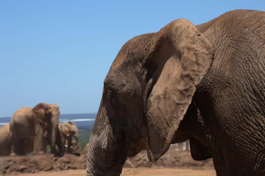 Private Addo & Schotia Full Day Tour - Who Will Like This Full-Day Safari