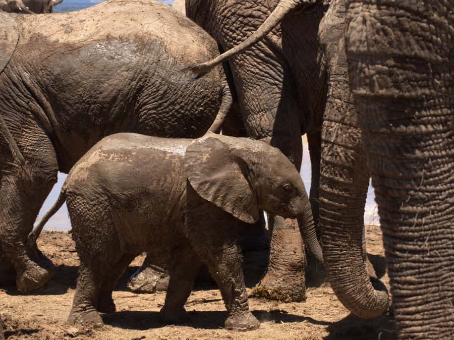 Private Addo & Schotia Full Day Tour - Booking Advice for the Best Experience