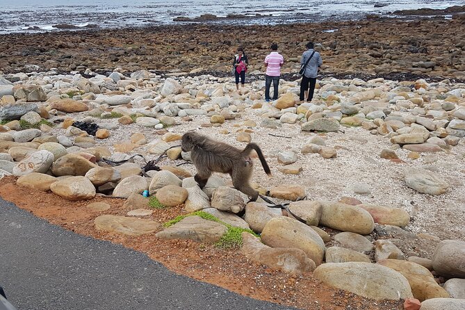 Private Cape of Good Hope and Penguins Full-Day (Sightseeing Guided) - Chapmans Peak is the scenic high point