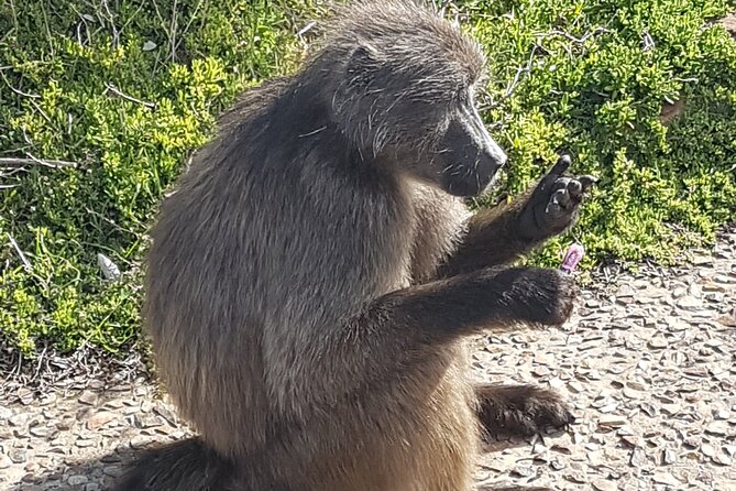 Private Cape of Good Hope and Penguins Full-Day (Sightseeing Guided) - Cape Point Nature Reserve needs the most time
