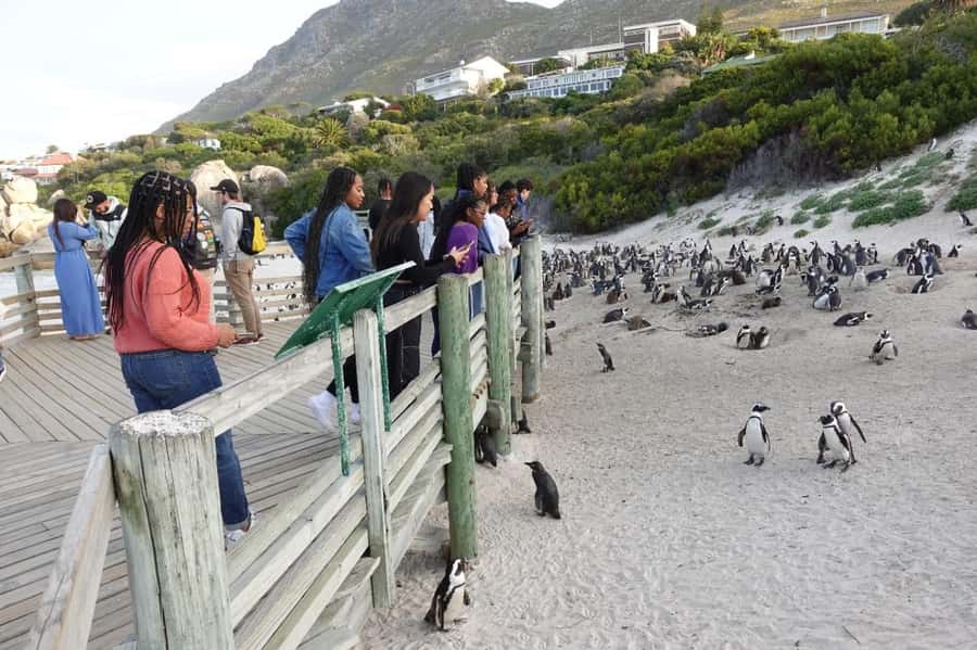 Private Cape of Good Hope and Penguins Full-Day Tour - A full Cape Peninsula day without a large coach