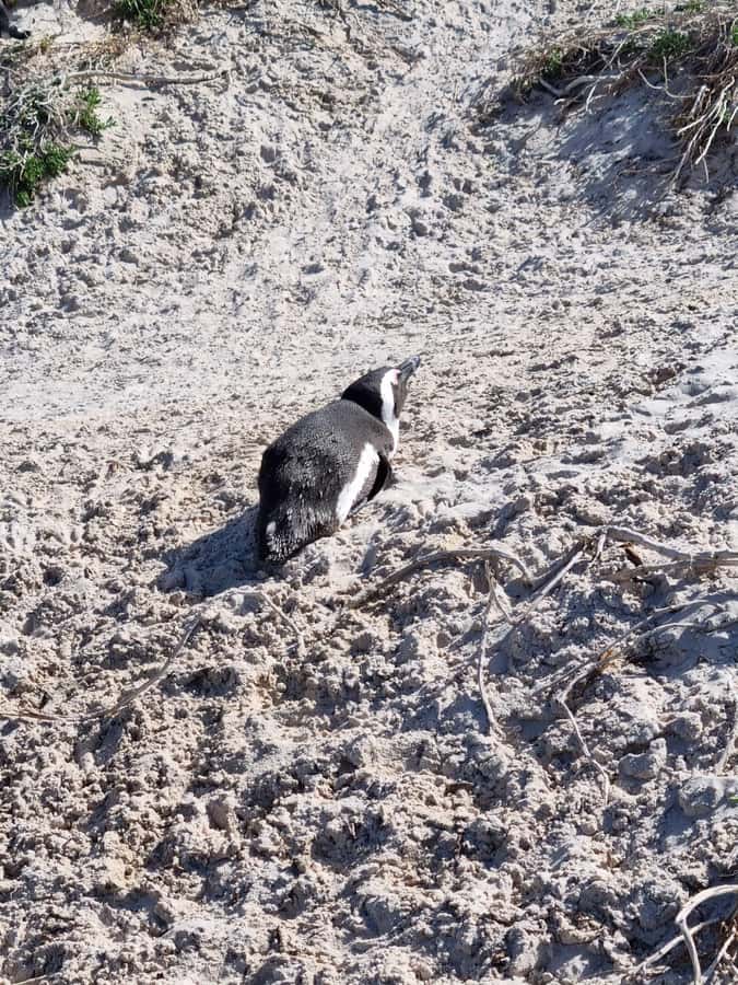 Private Cape of Good Hope and Penguins Full-Day Tour - Hout Bay gives you a choice