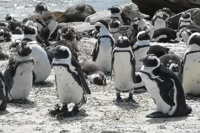 Private Cape of Good Hope and Penguins tour from Stellenbosch. - Seal Island and the optional boat trip