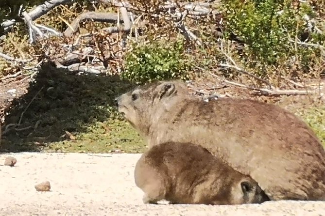 Private Cape of Good Hope Cape Point Penguins KirstenboschTour. - Maiden’s Cove is a short stop with a big view