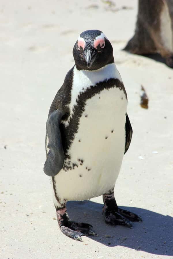Private Cape of Good Hope Guided Tour - Boulders Beach and the African penguins