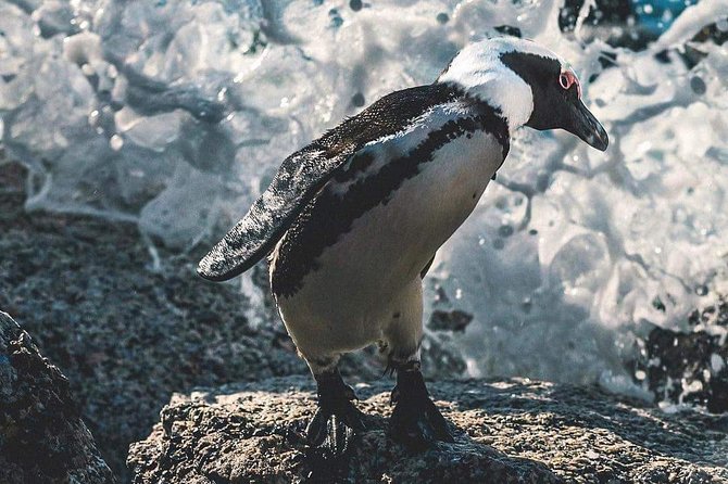 Private Cape Peninsula Tour - Why this Cape Peninsula day works well