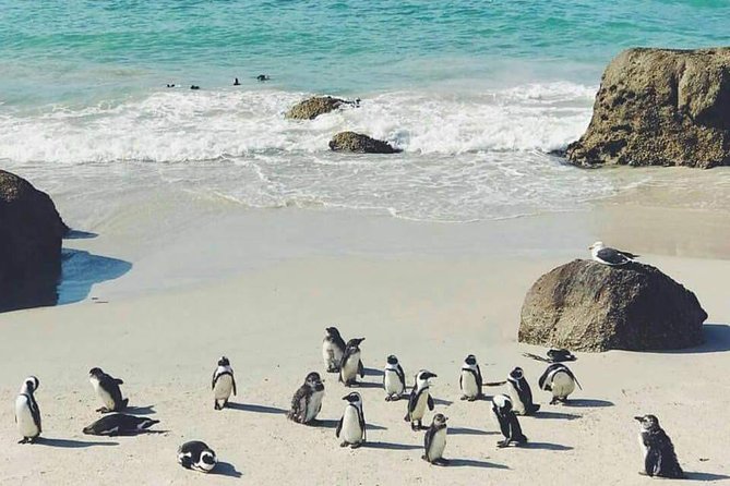 Private Cape Peninsula Tour - Cape Point Nature Reserve and the lighthouse choice