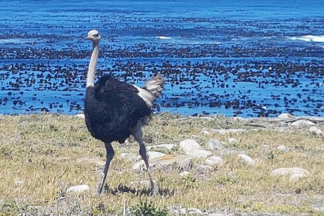 Private Cape Peninsula Tour - Cape Point, Cape of Good Hope sightseeing - Cape Point and the Cape of Good Hope