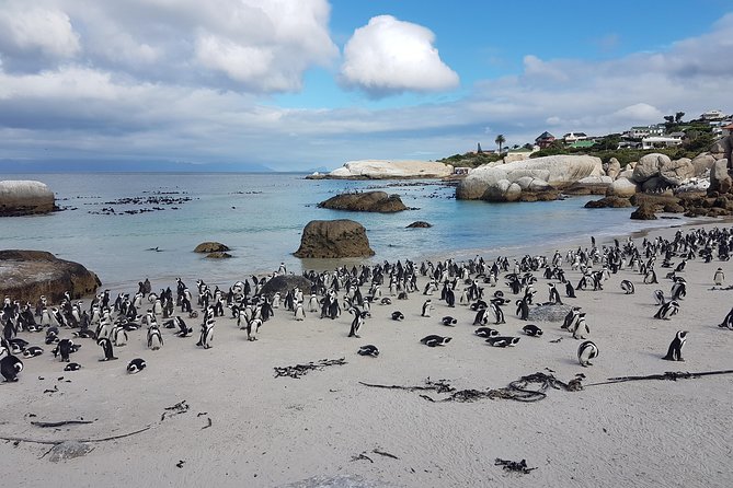 Private Cape Peninsula Tour - Cape Point, Cape of Good Hope sightseeing - Price, group size, and what you really pay