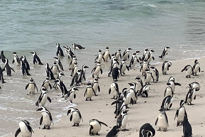 Private Cape Peninsula Tour, With Close Range Penguin Encounter From Cape Town. - Why this private Cape Peninsula day works