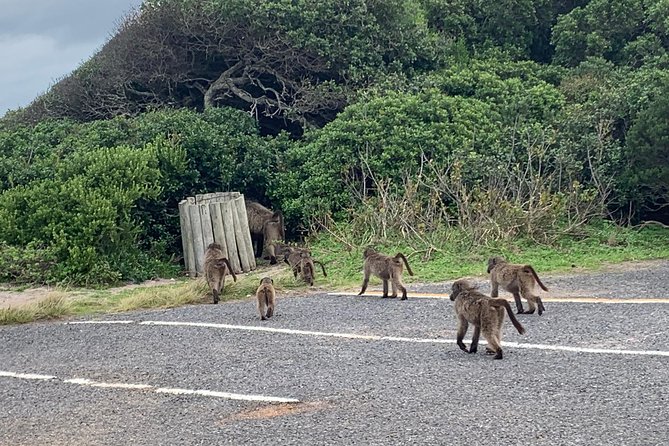 Private Cape Peninsula Tour, With Close Range Penguin Encounter From Cape Town. - Chapman’s Peak Drive, the scenic centerpiece