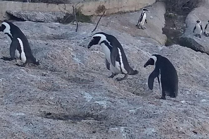 Private Cape Point Penguins Tour-Exploring the Cape Peninsula F/D - Hout Bay gives you a choice