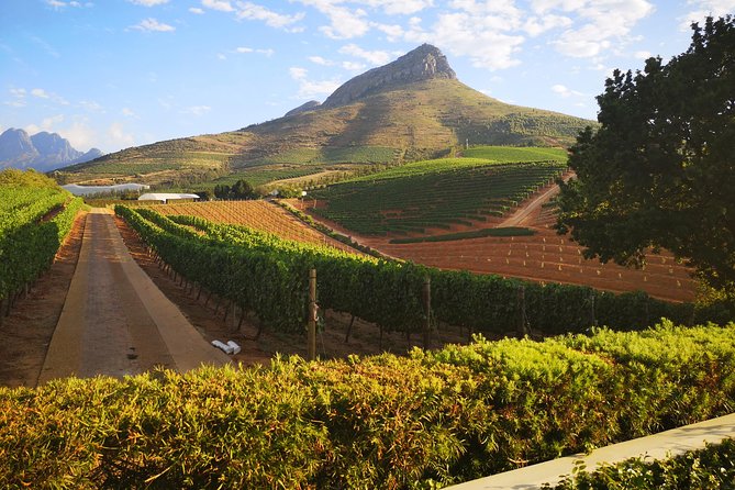 Private Cape Winelands Ful Day Ultra Flexible Guided Tour. - Fairview’s six wines and six cheeses