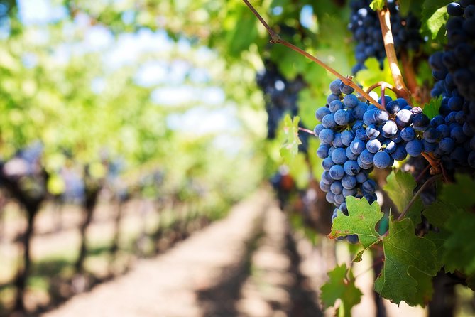 Private Cape Winelands Wine Tasting Tour - Why private transport changes the day