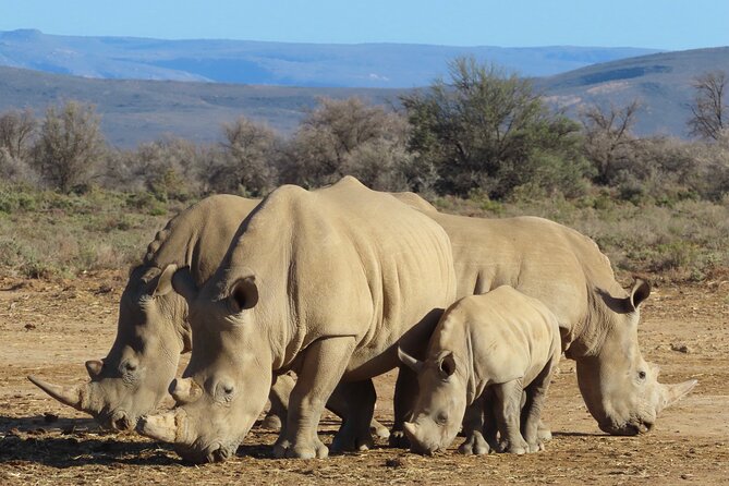 Private Custom Day Tour from Cape Town - How the private Cape Town day works