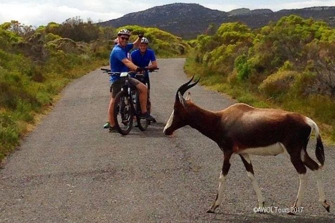 Private Cycling Tour of The Cape Peninsula from Cape Town - Chapman’s Peak Drive by bike or shuttle