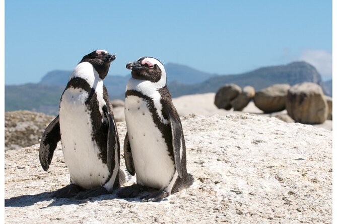 Private Day tour of the Cape. Our reviews show why people book! - One private day around Cape Town’s peninsula