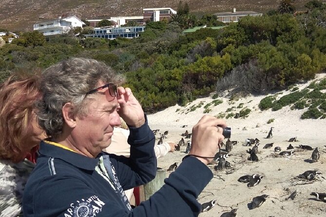 Private Day tour of the Cape. Our reviews show why people book! - Boulders Beach brings you close to African penguins