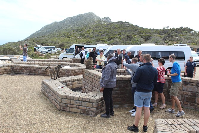 Private Day Tour to Cape of Good Hope Penguins Inc Entry Tickets from Cape Town - Ostriches before the national park