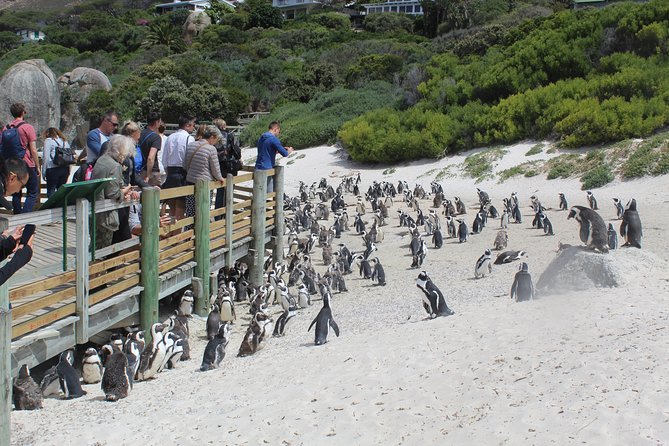 Private Day Tour to Cape of Good Hope Penguins Inc Entry Tickets from Cape Town - Cape of Good Hope, the rocky southwestern tip