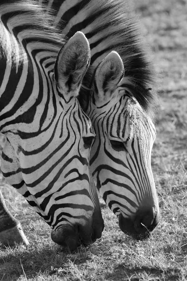 PRIVATE FULL DAY CAPE PENINSULA TOUR - What the $361 price really covers
