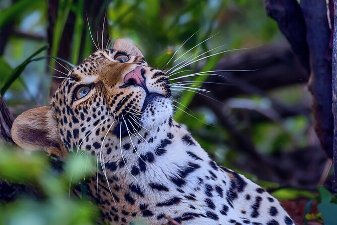 Private Full Day Safari (10 hours) in Kruger National Park - Satara and the open savanna plains