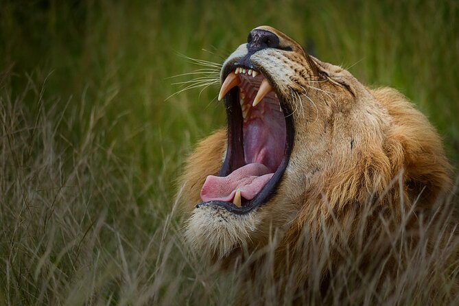 Private Full Day Safari (10 hours) in Kruger National Park - Food, equipment, and practical comfort