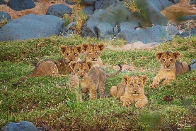 Private Full Day Safari (10 hours) in Kruger National Park - Starting at Phalaborwa Gate before the heat builds